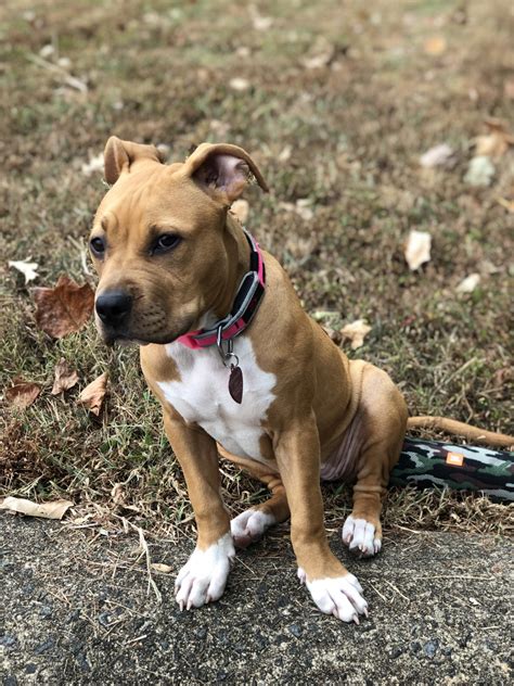 Browse latest American Pit Bull Terrier puppies for sale and adoption near Pennsylvania on Puppies for Sale Near Me. . Pitbull terrier for sale